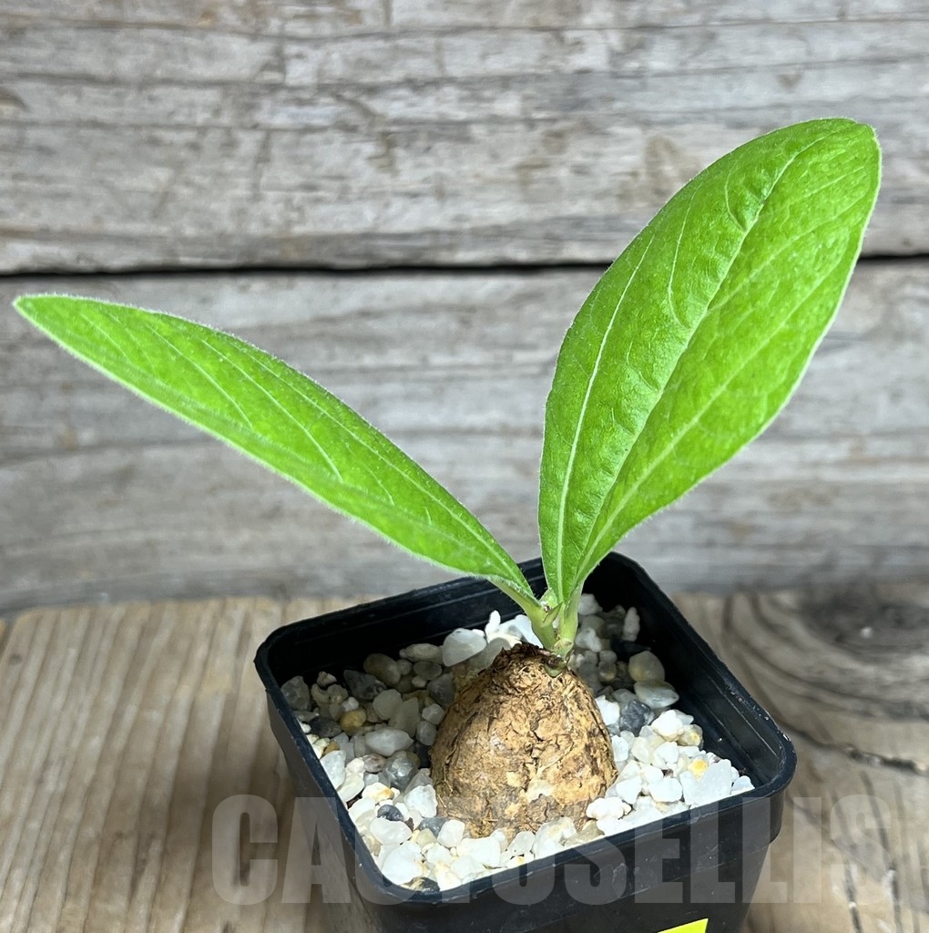 SHPR24256 Dolichos sp. -Kasempa, Zambia-