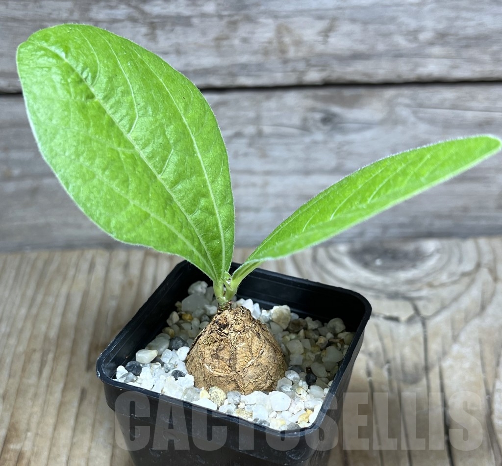 SHPR24256 Dolichos sp. -Kasempa, Zambia- - Image 2