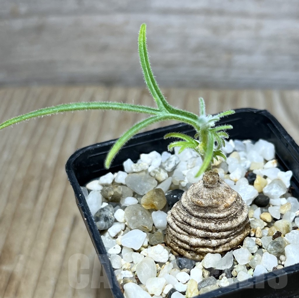 SHPR24257 Trochomeria polymorpha -Zambia-