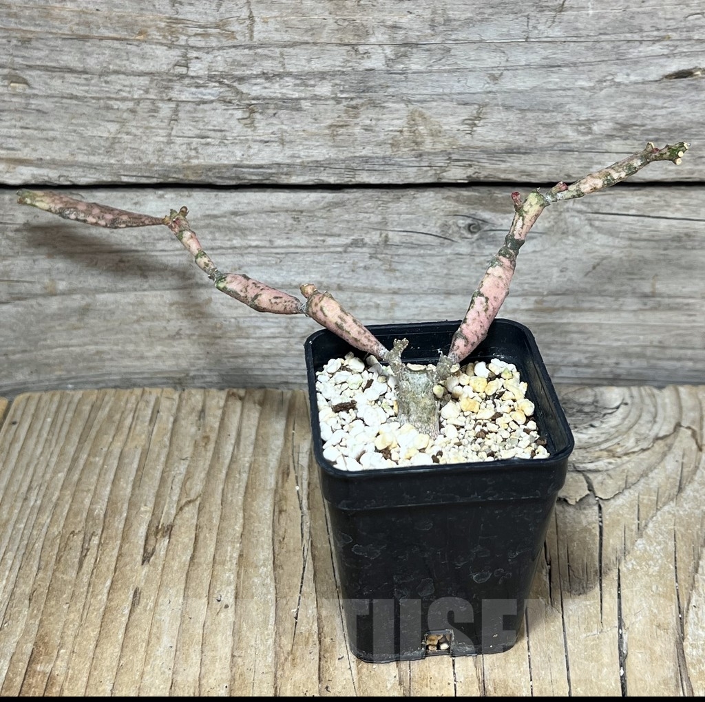 SHPR24259 Euphorbia platyclada - Image 2