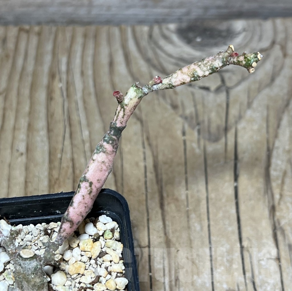 SHPR24259 Euphorbia platyclada