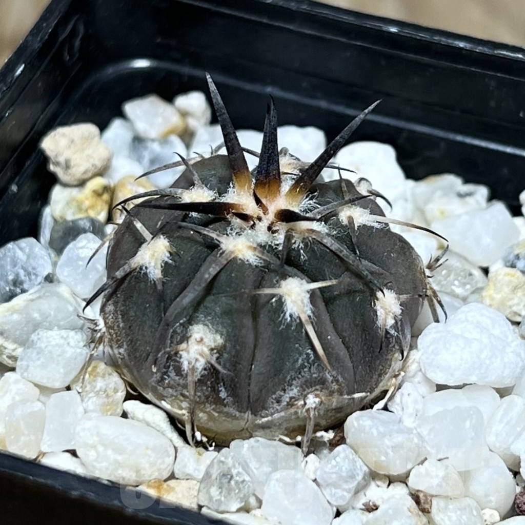 SHPR24260 Gymnocalycium spegazzinii v. punillense VS 77