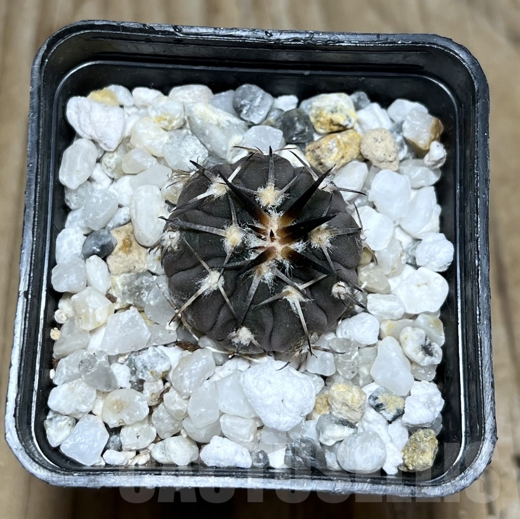 SHPR24260 Gymnocalycium spegazzinii v. punillense VS 77 - Image 2