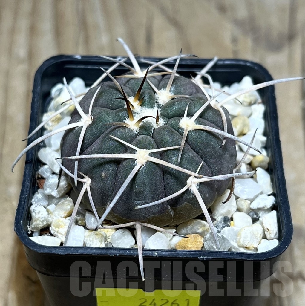 SHPR24261 Gymnocalycium spegazzinii TOM 80/1
