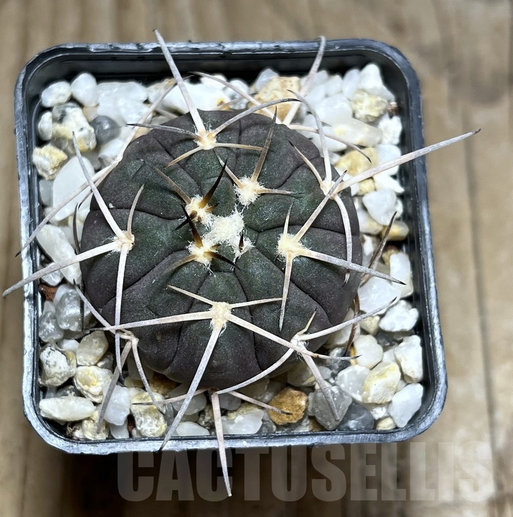 SHPR24261 Gymnocalycium spegazzinii TOM 80/1 - Image 2