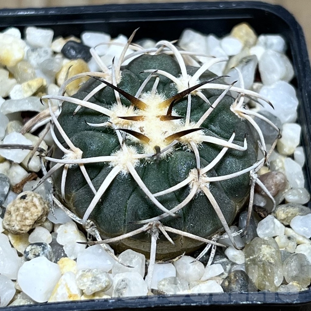 SHPR24262 Gymnocalycium spegazzinii TOM 325/1
