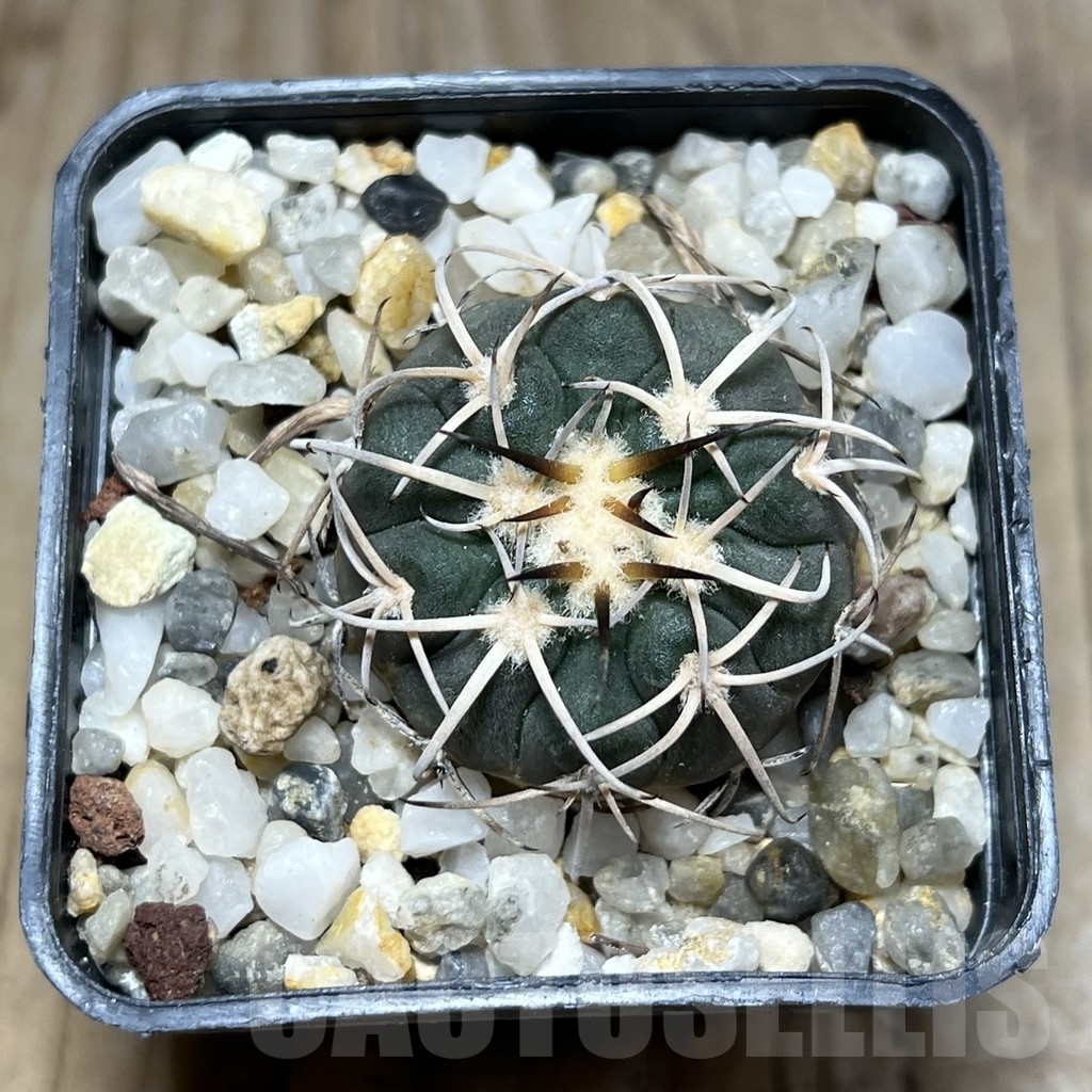 SHPR24262 Gymnocalycium spegazzinii TOM 325/1 - Image 2