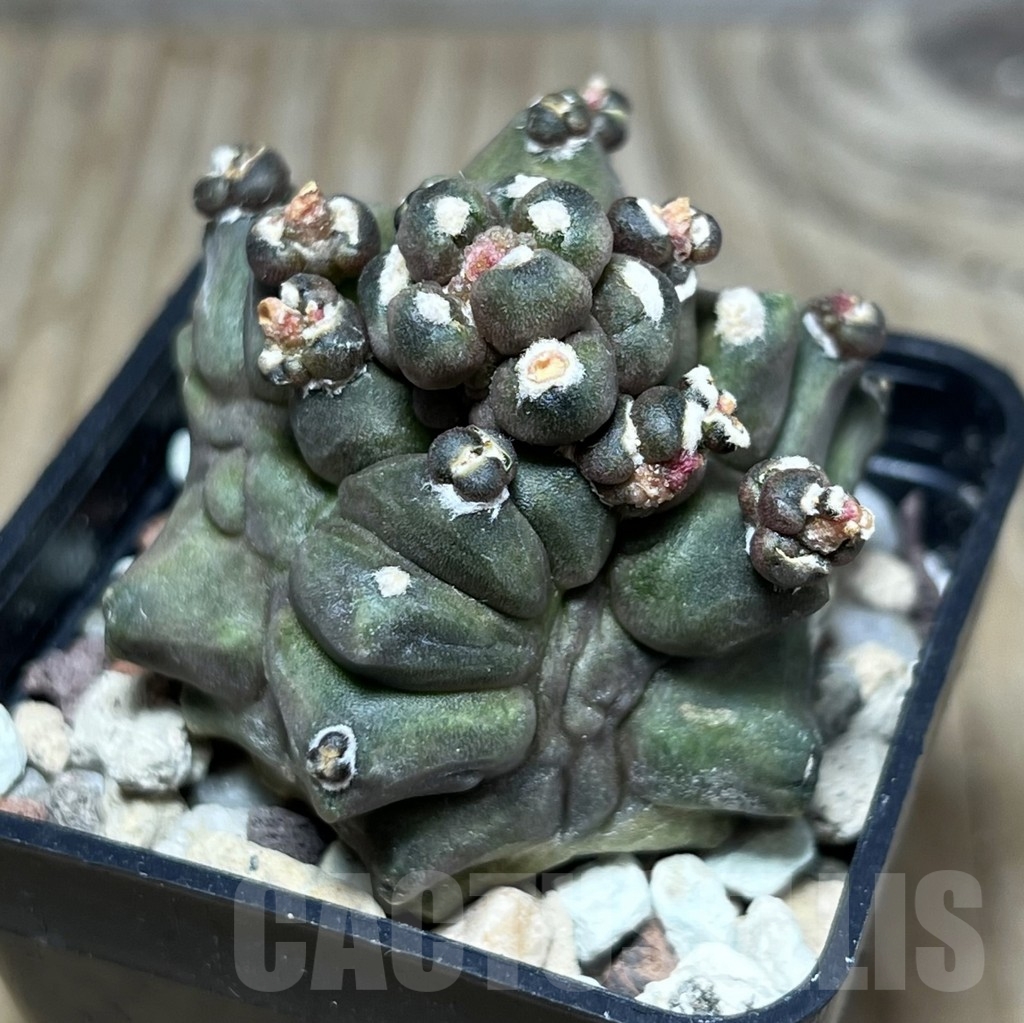 SHPR24263 Gymnocalycium mihanovichii ‘Transformer’