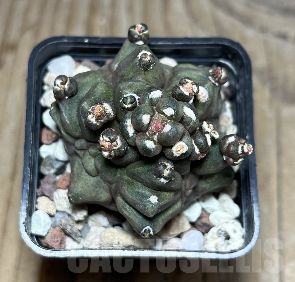 SHPR24263 Gymnocalycium mihanovichii ‘Transformer’ - Image 2
