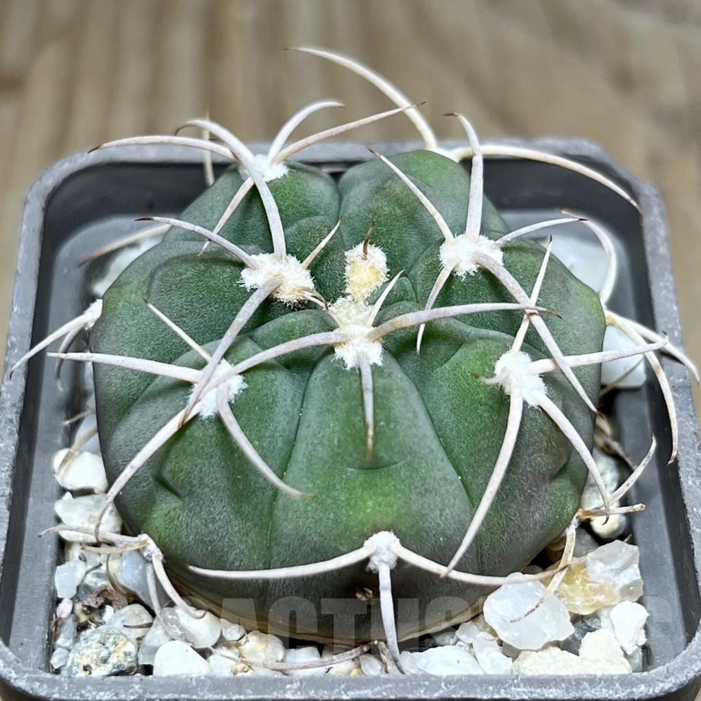 SHPR24264 Gymnocalycium bayrianum