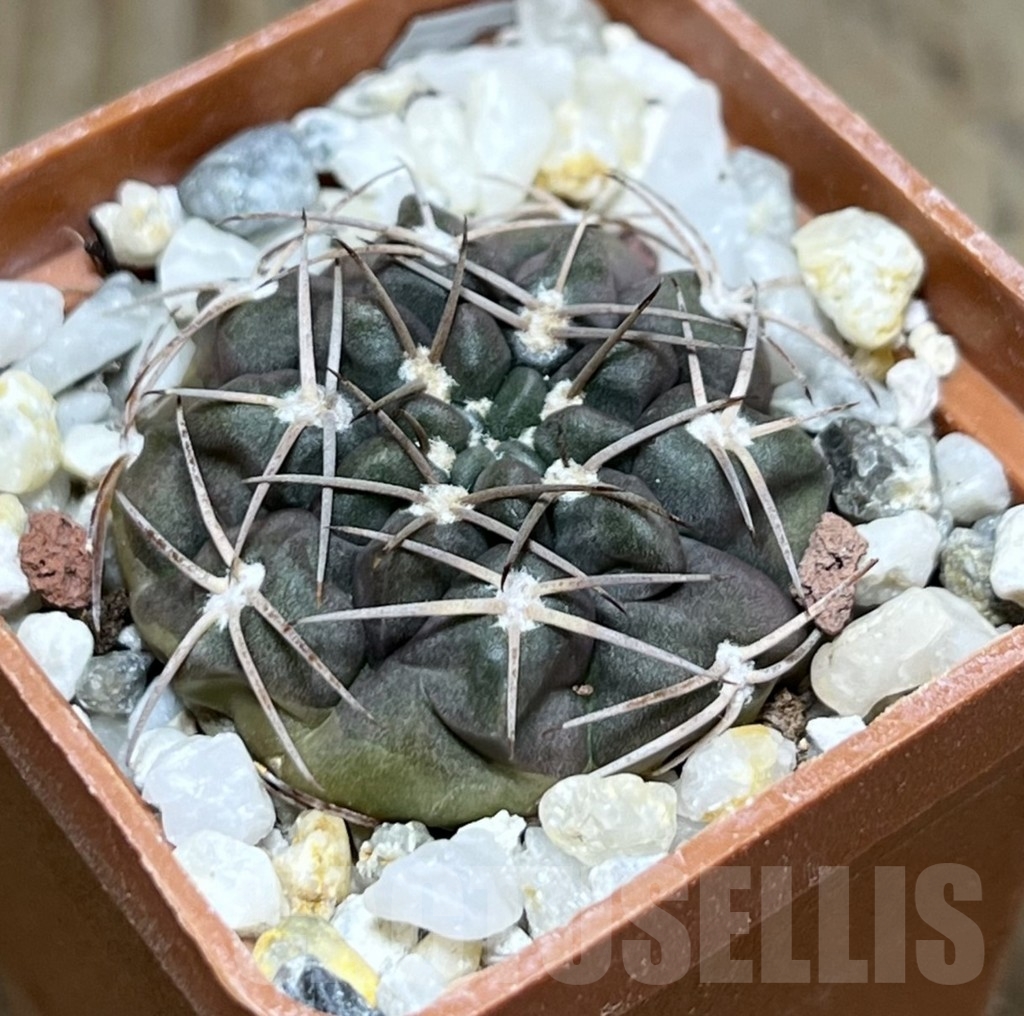 SHPR24315 Gymnocalycium bayrianum TOM 15-845/1
