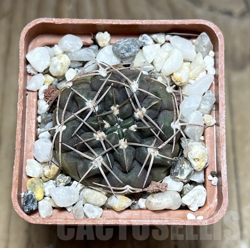 SHPR24315 Gymnocalycium bayrianum TOM 15-845/1 - immagine 2
