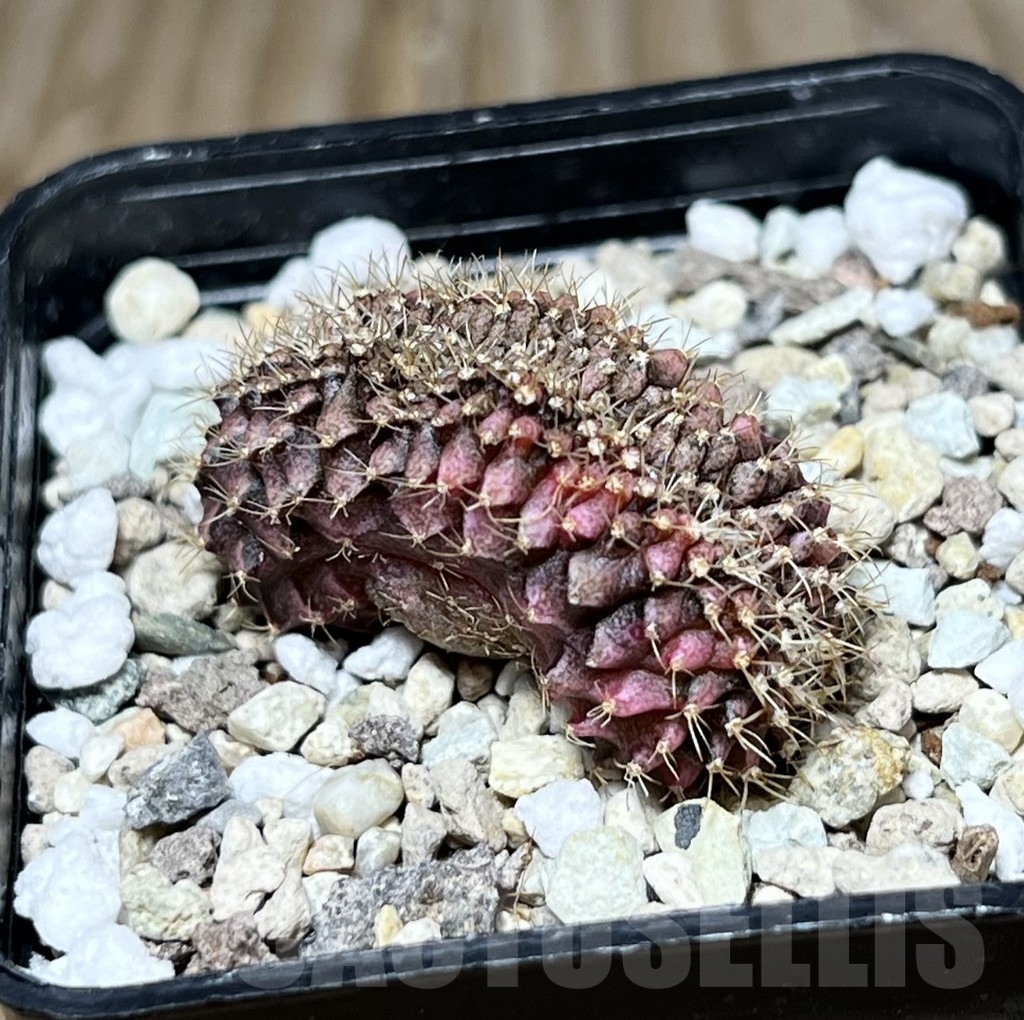 SHPR24319 Gymnocalycium mihanovichii f. variegata cristata