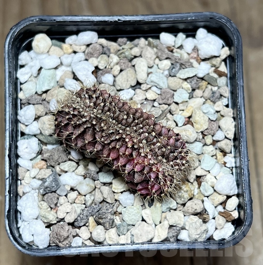 SHPR24319 Gymnocalycium mihanovichii f. variegata cristata - immagine 2