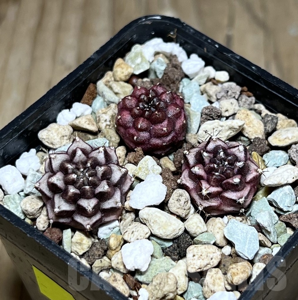 SHPR24320 Gymnocalycium mihanovichii ‘Day dream’ 3 plants, seedling