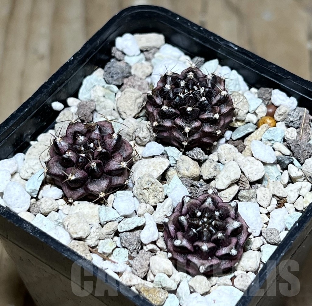SHPR24321 Gymnocalycium mihanovichii ‘Day dream’ 3 plants, seedling