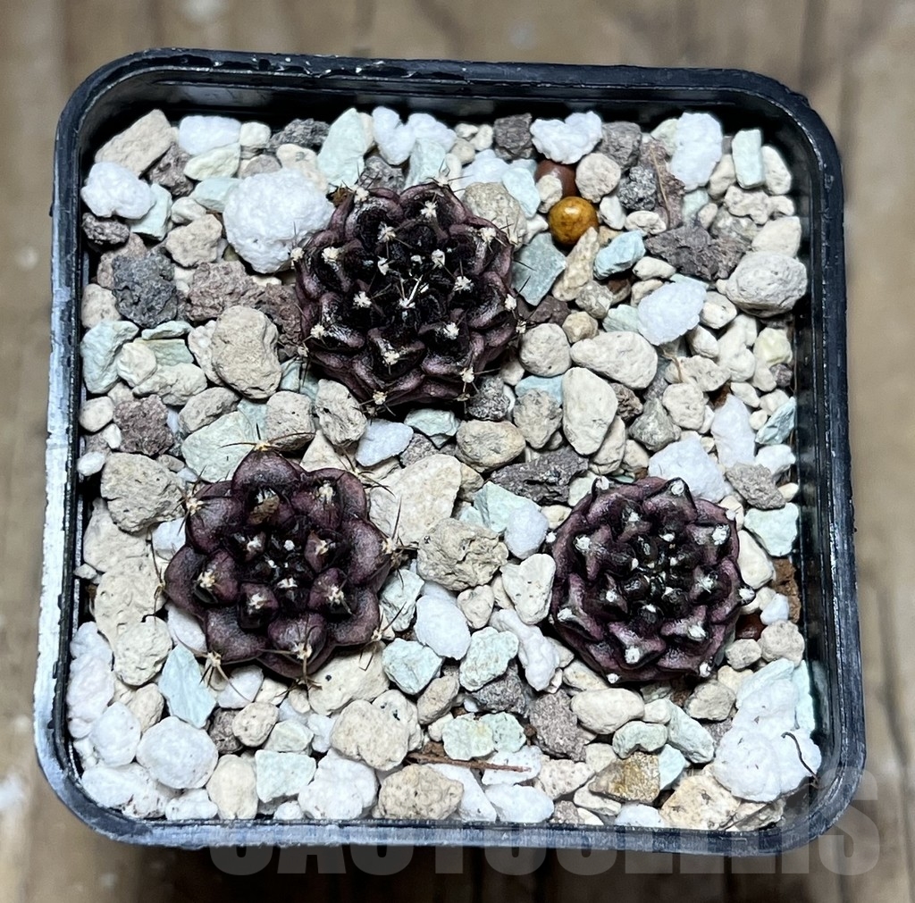 SHPR24321 Gymnocalycium mihanovichii ‘Day dream’ 3 plants, seedling - immagine 2