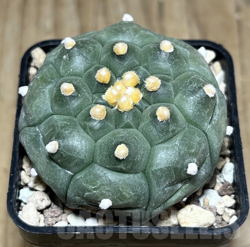 SHPR24322 Astrophytum asterias ‘Kikko’