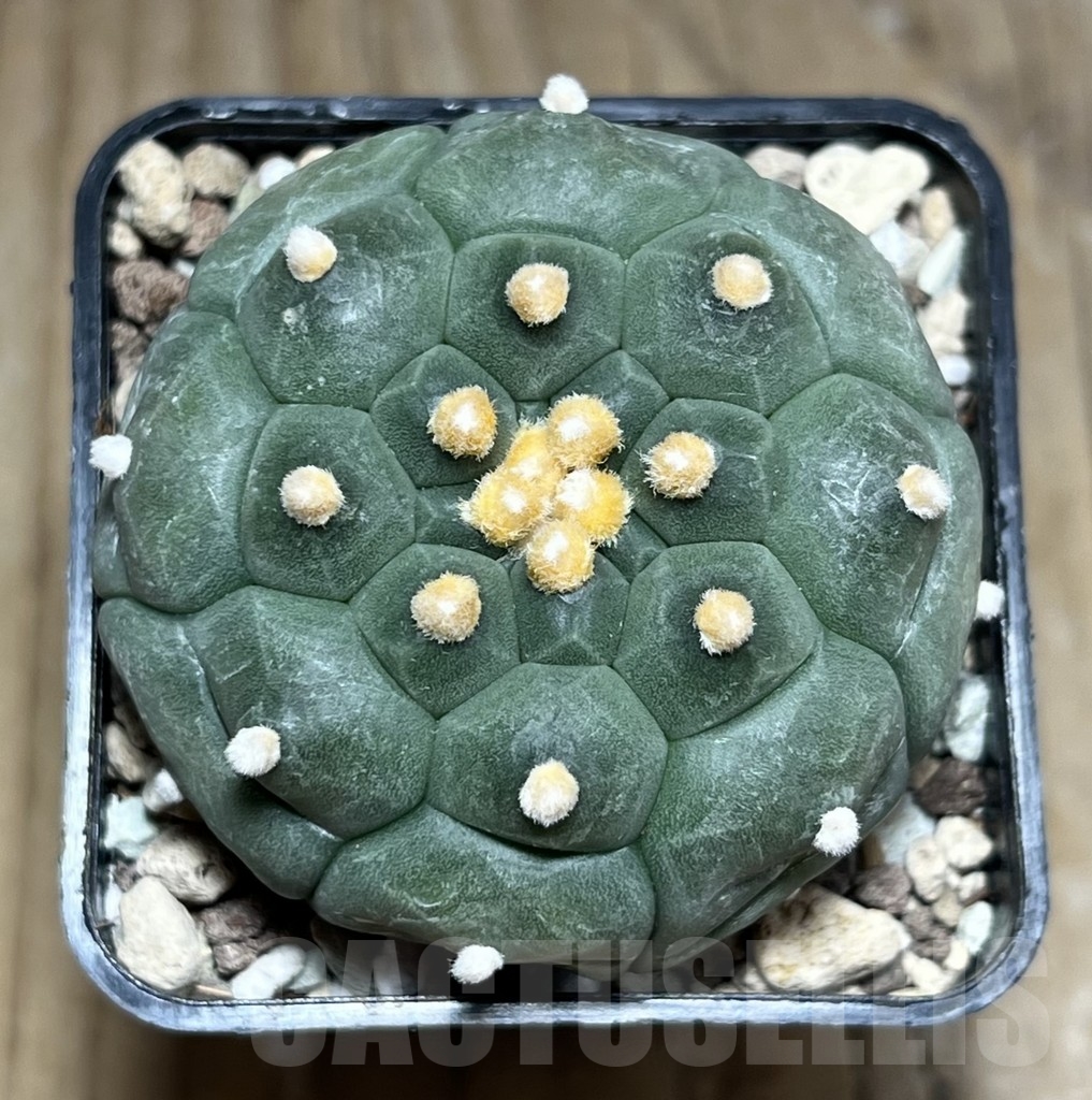 SHPR24322 Astrophytum asterias ‘Kikko’ - immagine 2