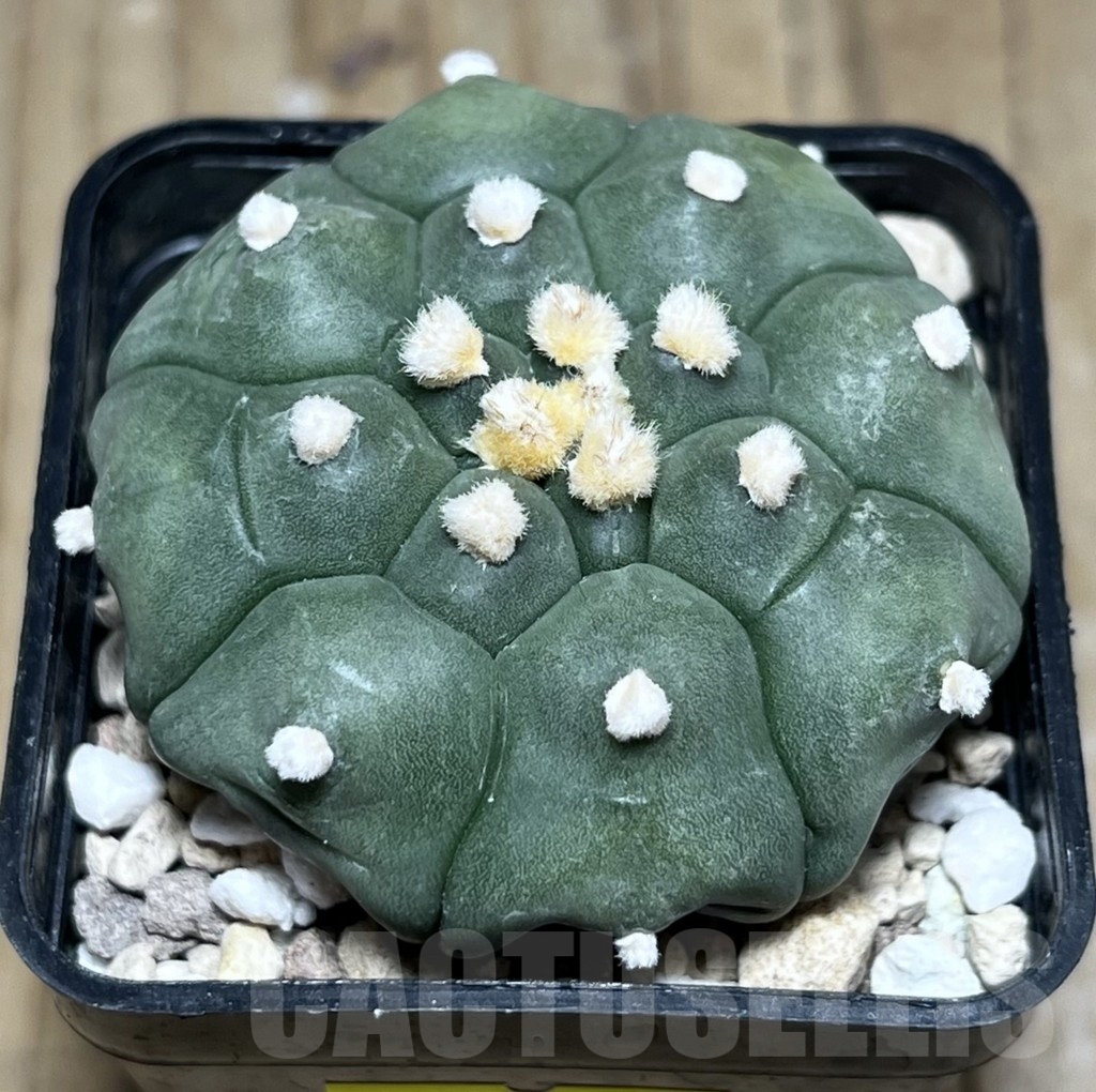SHPR24323 Astrophytum asterias ‘Kikko’