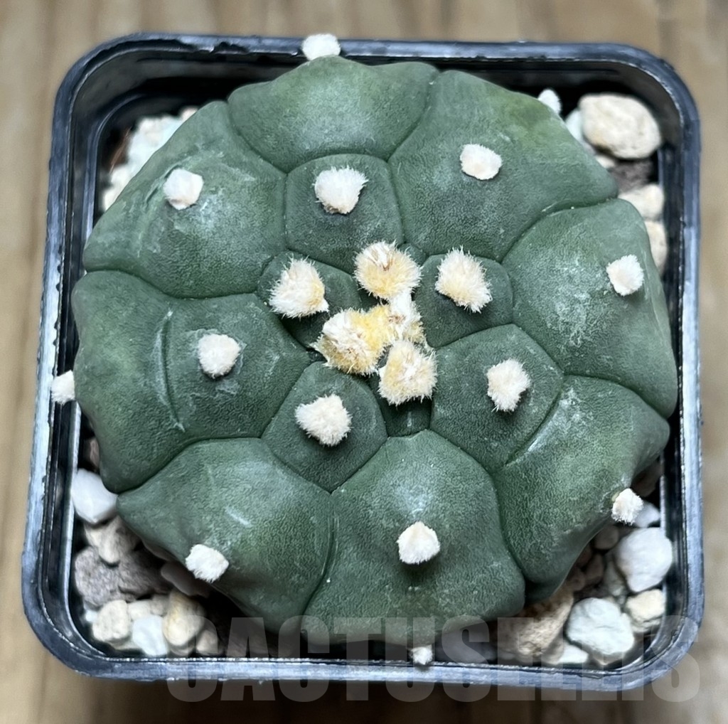 SHPR24323 Astrophytum asterias ‘Kikko’ - immagine 2