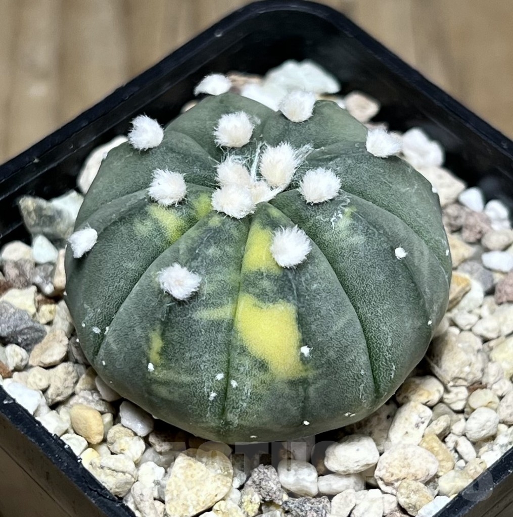 SHPR24324 Astrophytum asterias ‘Purple skin’ f. variegata