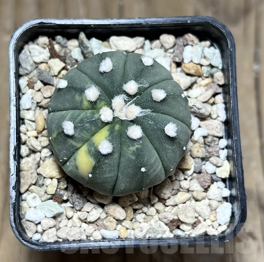 SHPR24324 Astrophytum asterias ‘Purple skin’ f. variegata - Image 2