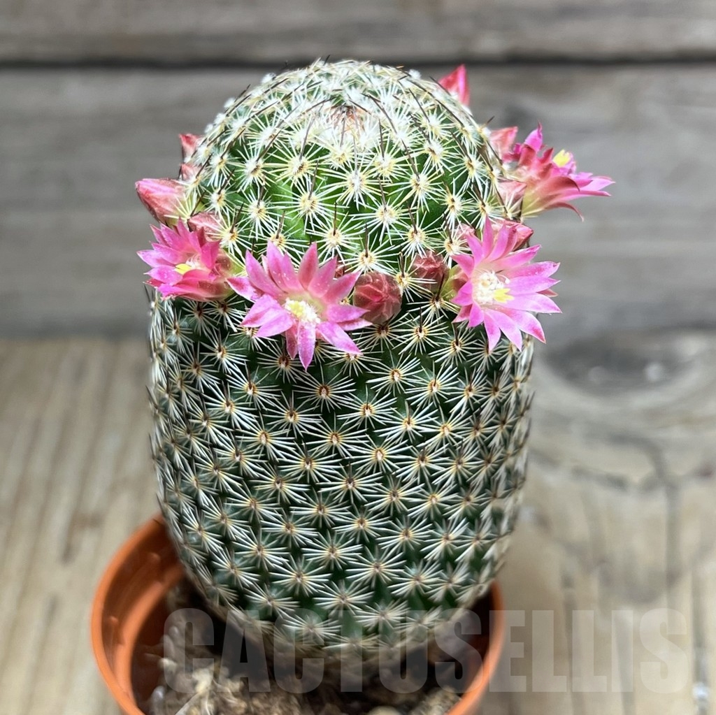 SHPR20334 Mammillaria matudae