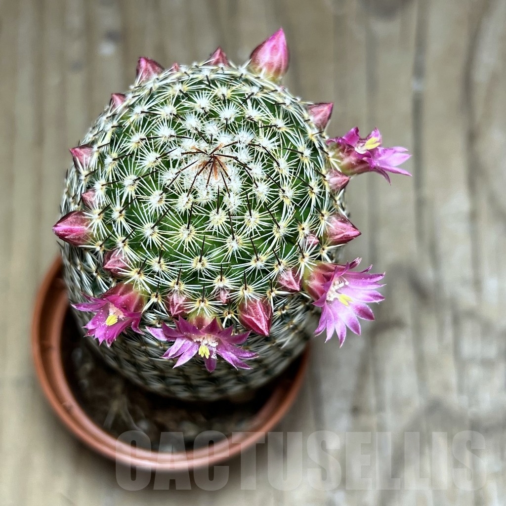 SHPR20334 Mammillaria matudae - immagine 2