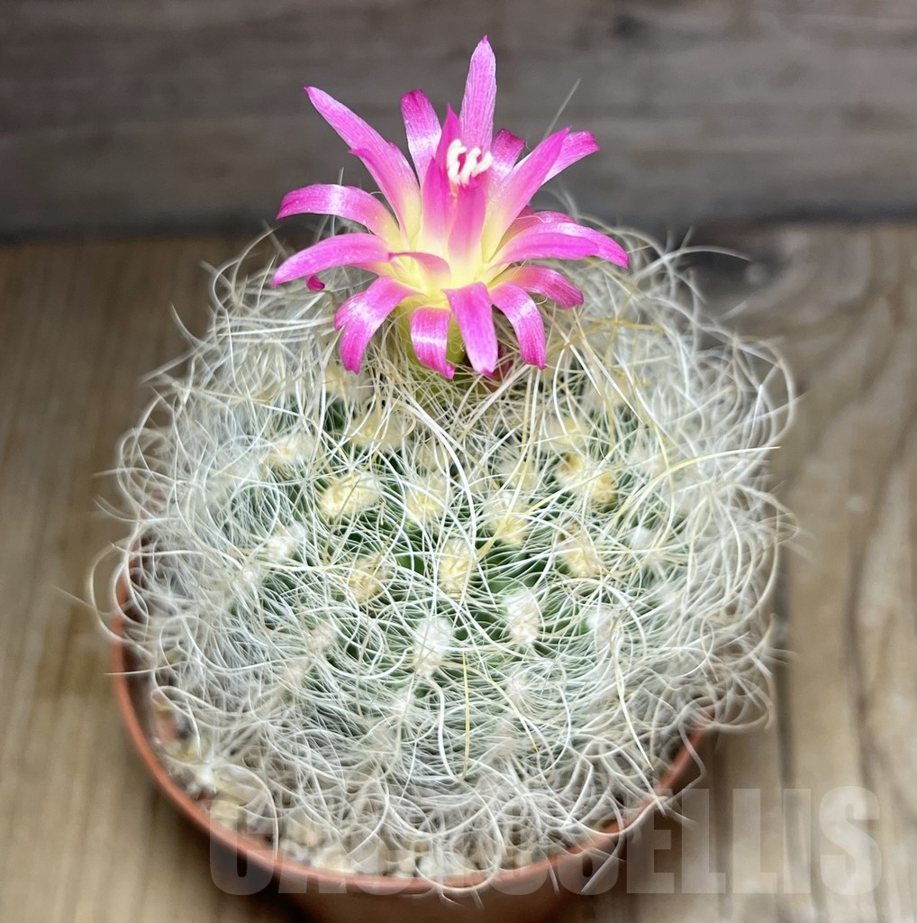 SHPR19632 Neoporteria senilis