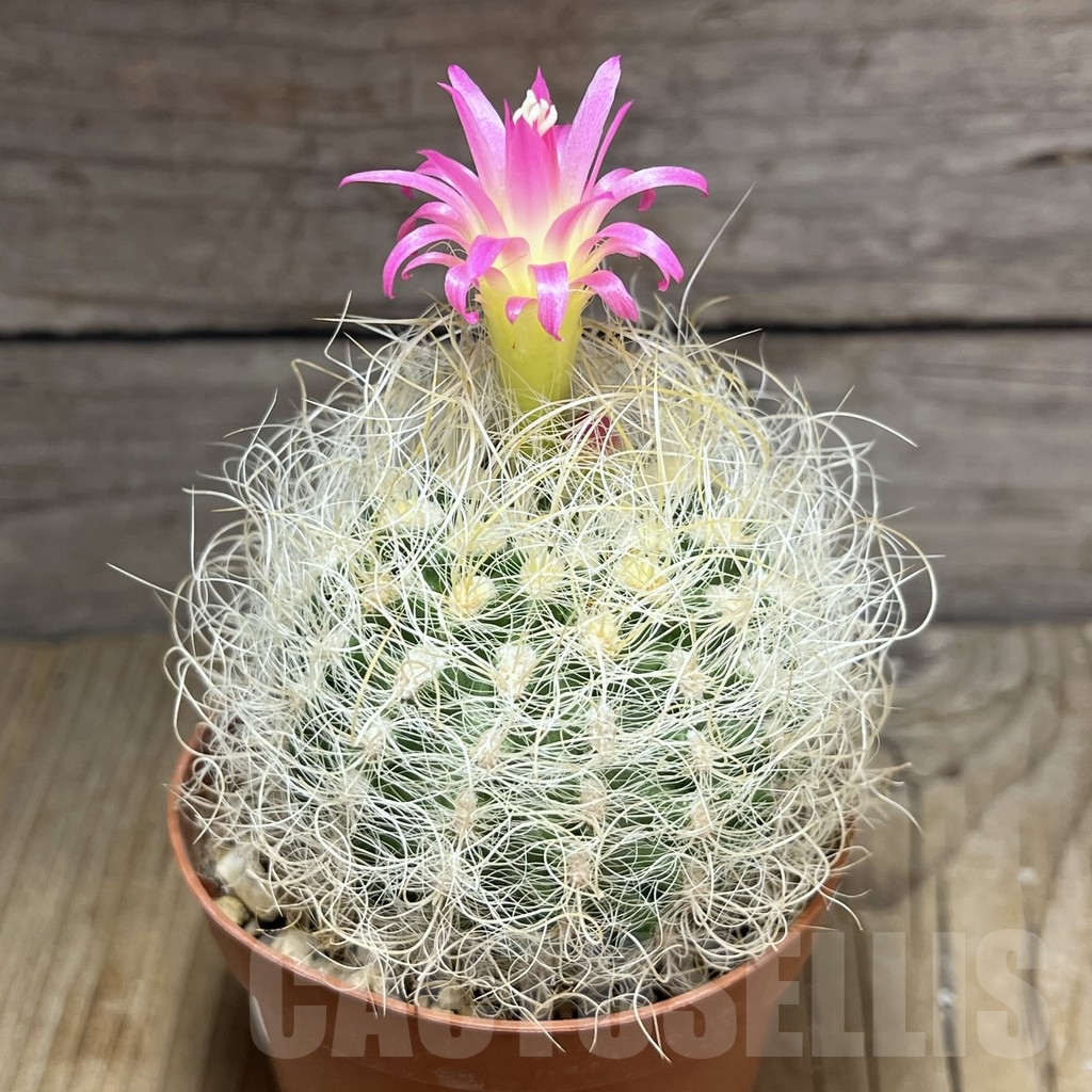 SHPR19632 Neoporteria senilis - Obrázek 2