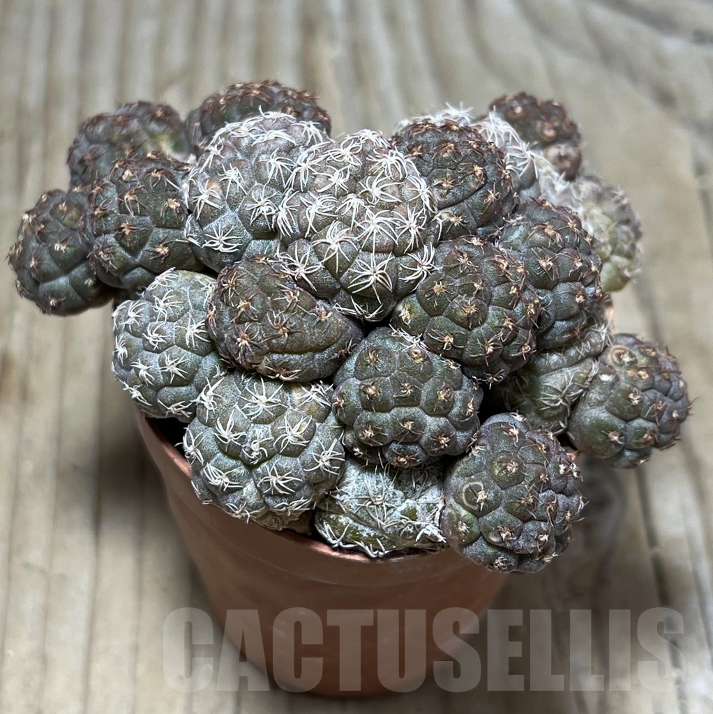 SHPR24372 Puna bonnieae