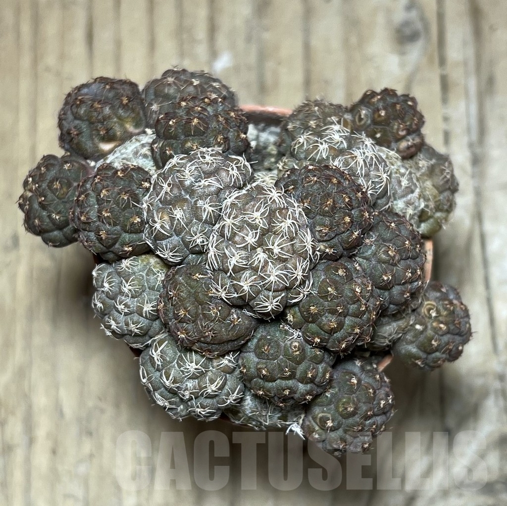 SHPR24372 Puna bonnieae - Image 2