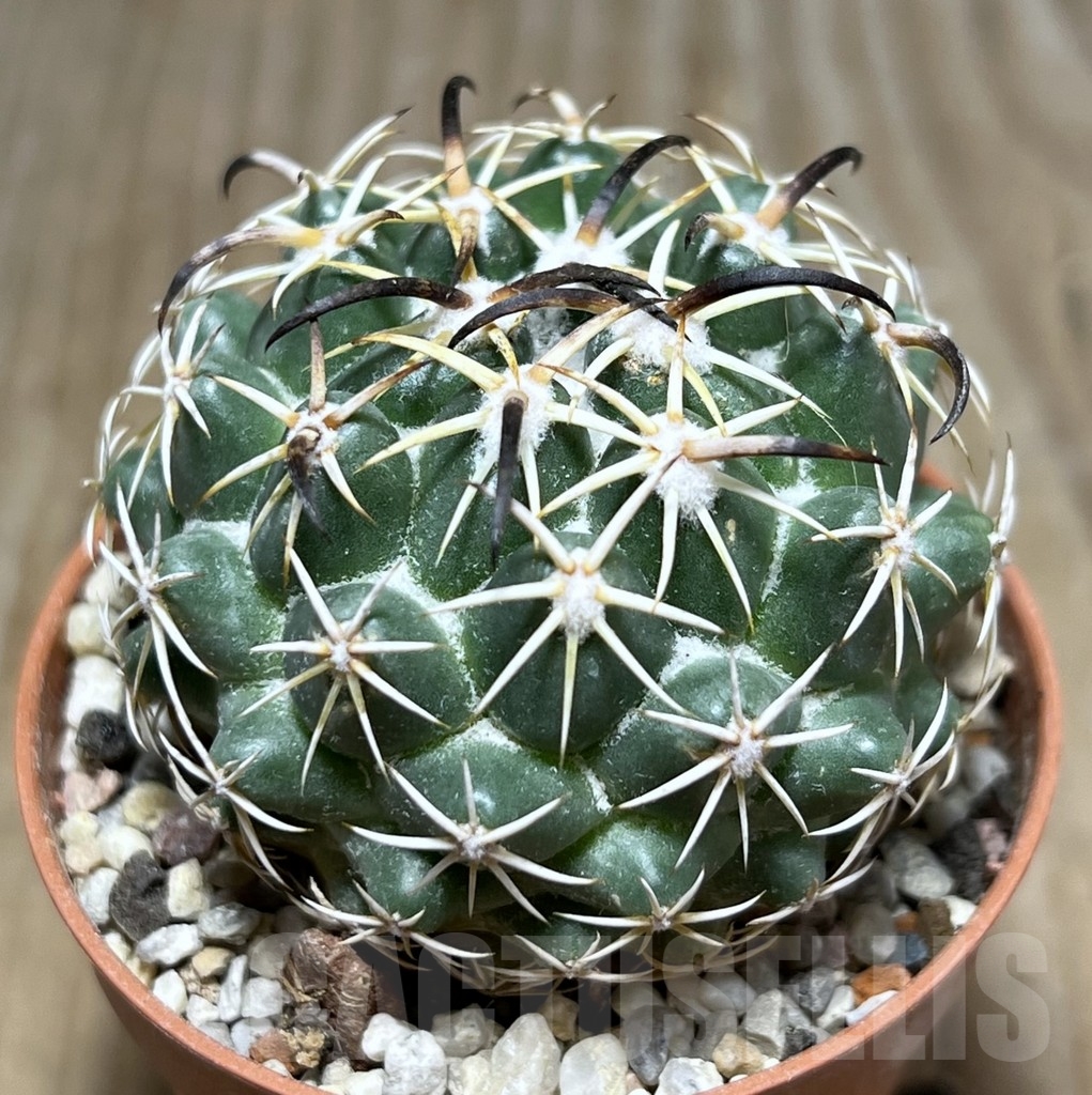 SHPR24380 Coryphantha tripugionacantha