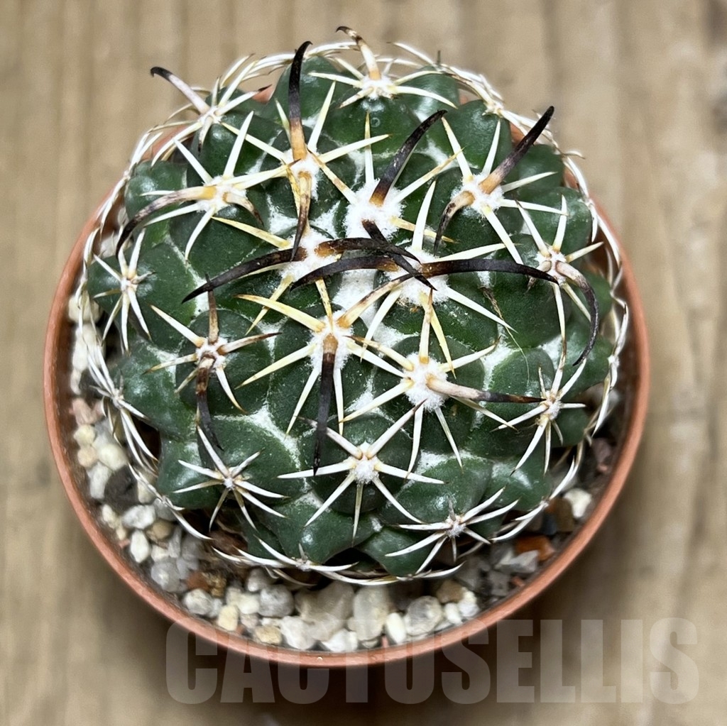 SHPR24380 Coryphantha tripugionacantha - Imagen 2