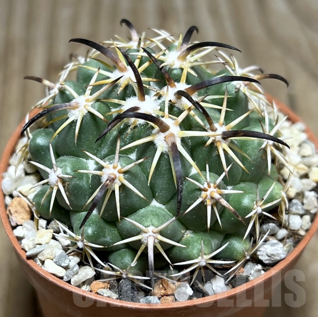 SHPR24381 Coryphantha tripugionacantha