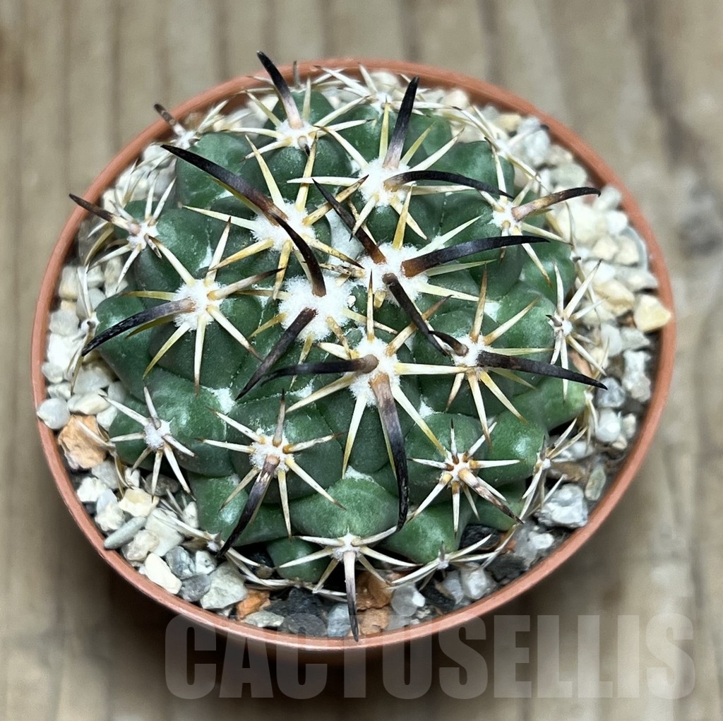 SHPR24381 Coryphantha tripugionacantha - Imagen 2
