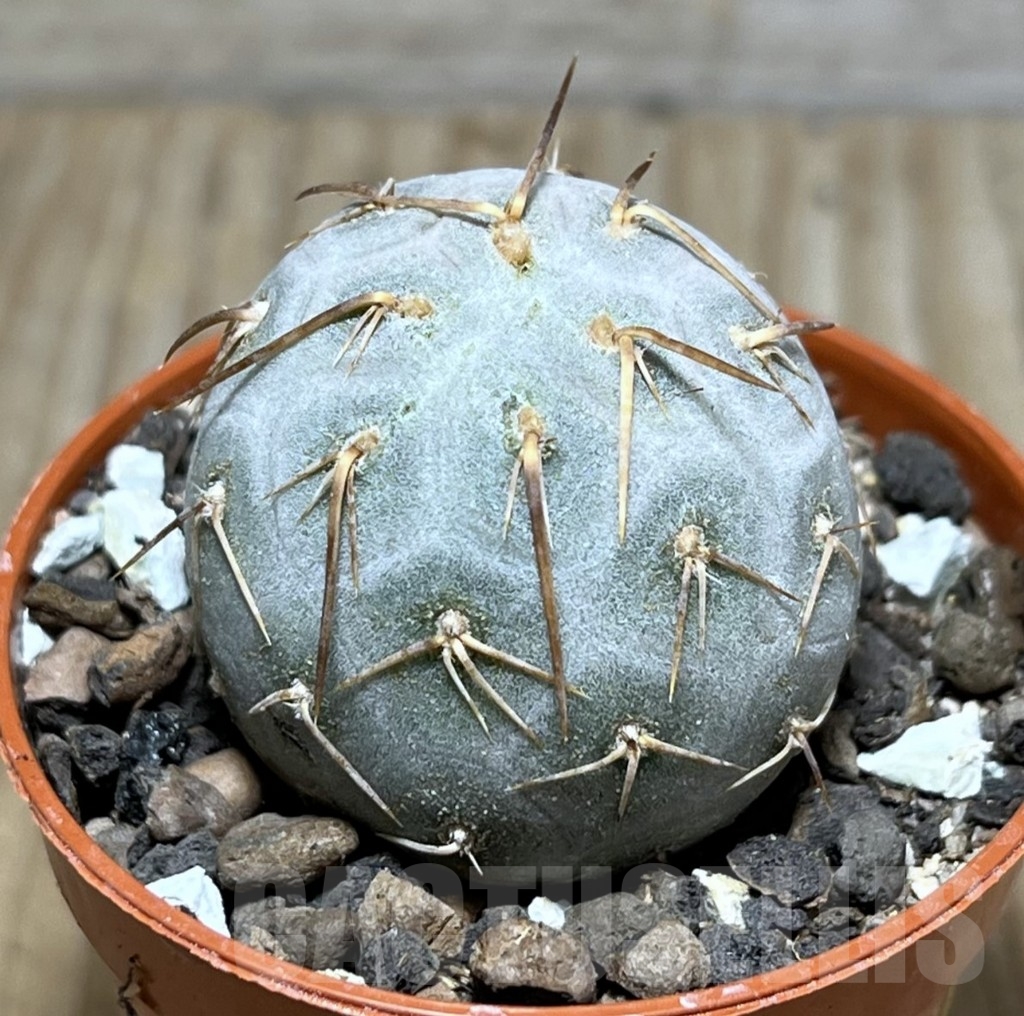 SHPR24384 Tephrocactus geometricus