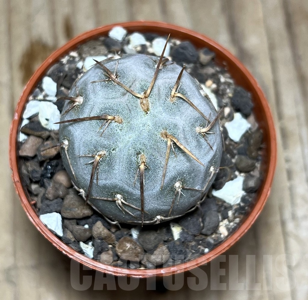 SHPR24384 Tephrocactus geometricus - Image 2