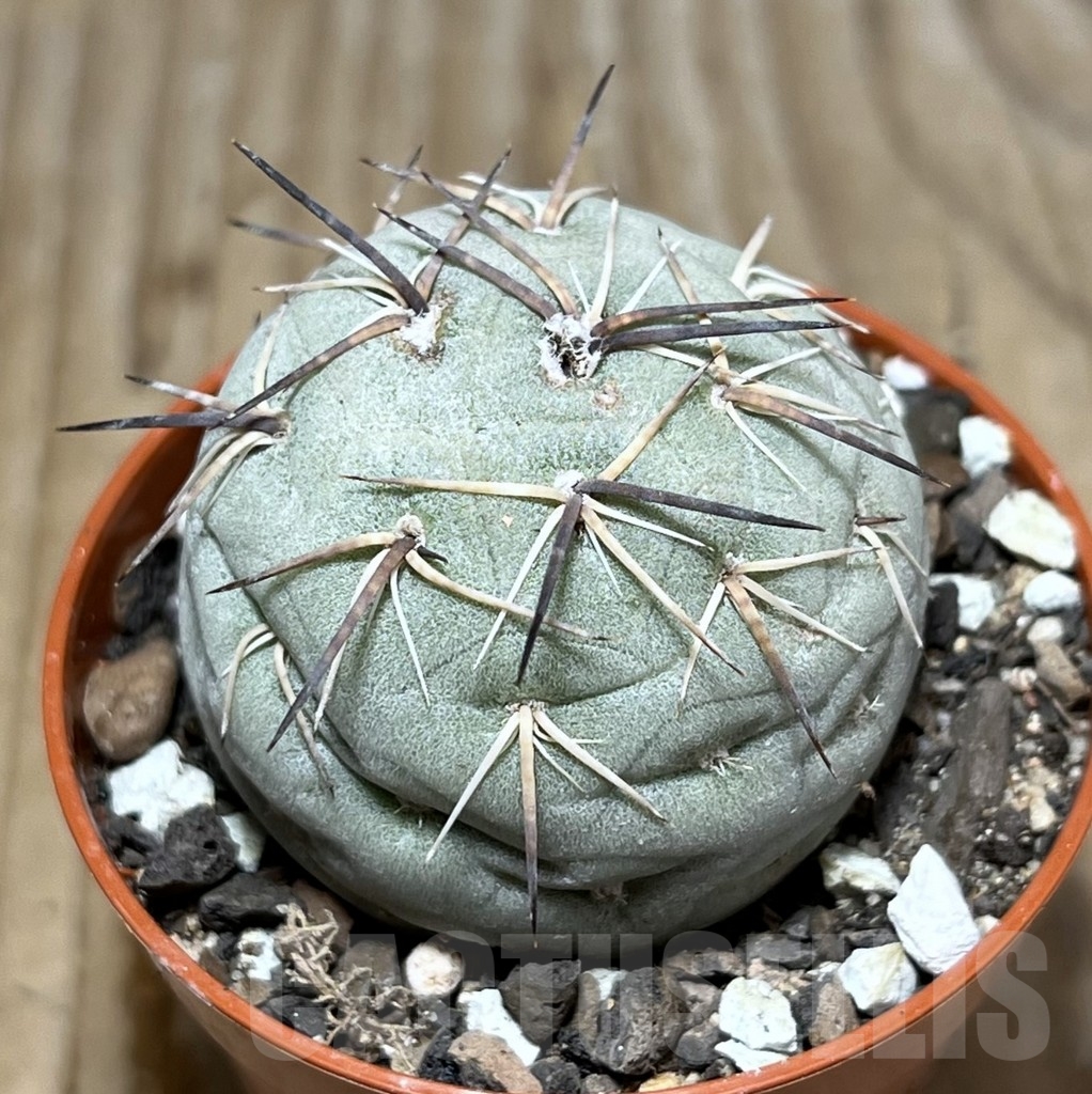 SHPR24385 Tephrocactus geometricus