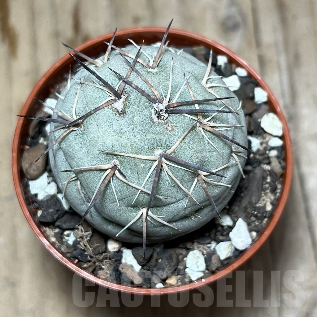 SHPR24385 Tephrocactus geometricus - Image 2