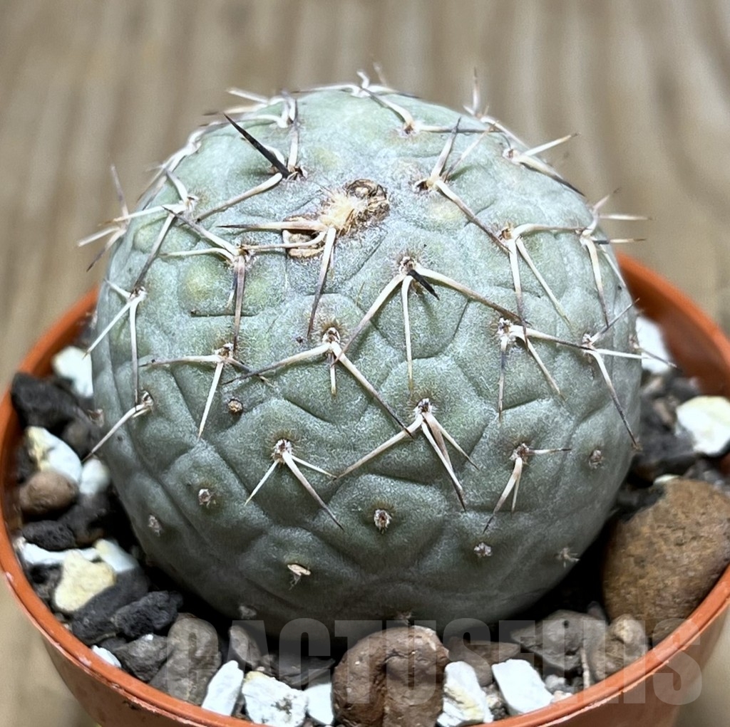 SHPR24386 Tephrocactus geometricus