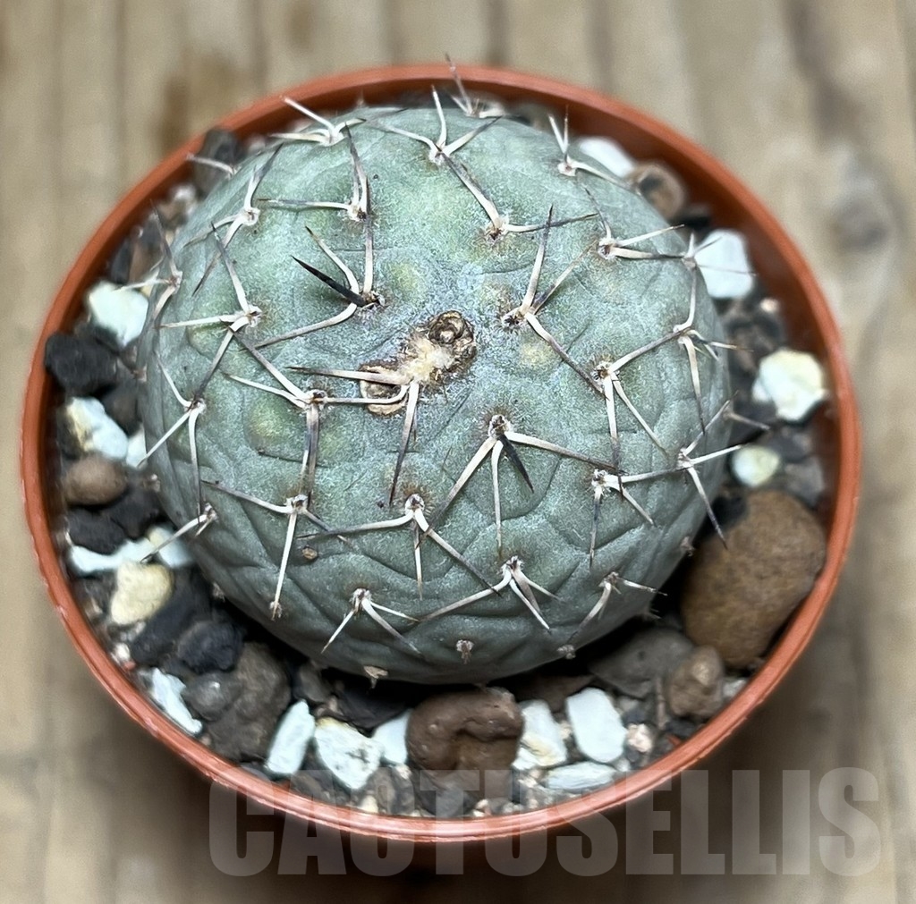 SHPR24386 Tephrocactus geometricus - Image 2
