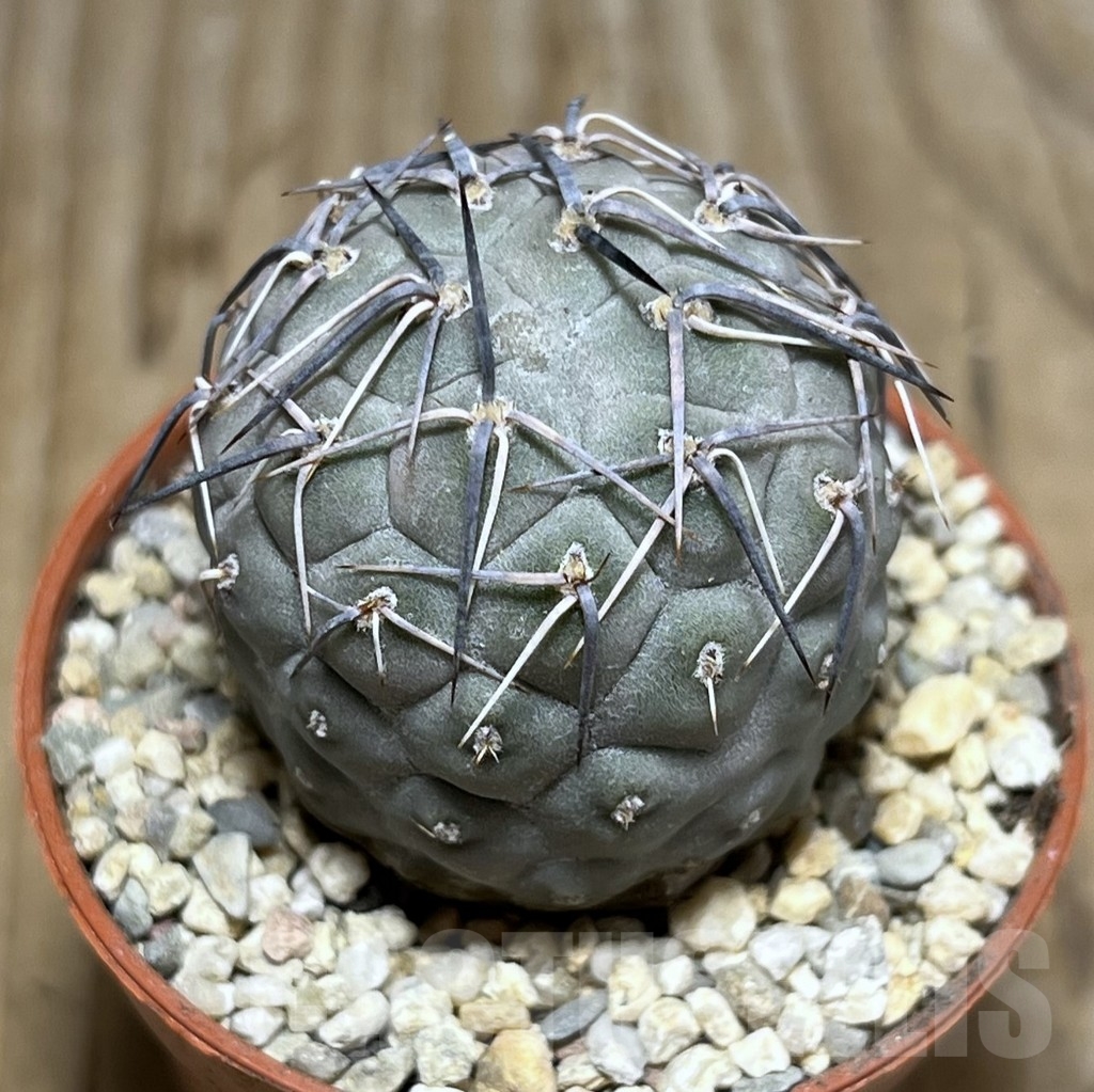 SHPR24388 Tephrocactus geometricus