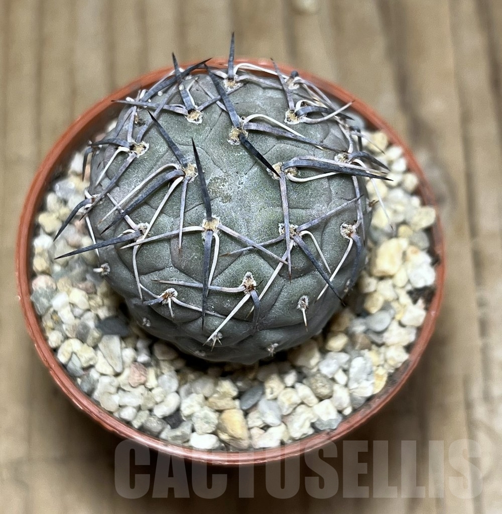 SHPR24388 Tephrocactus geometricus - Image 2