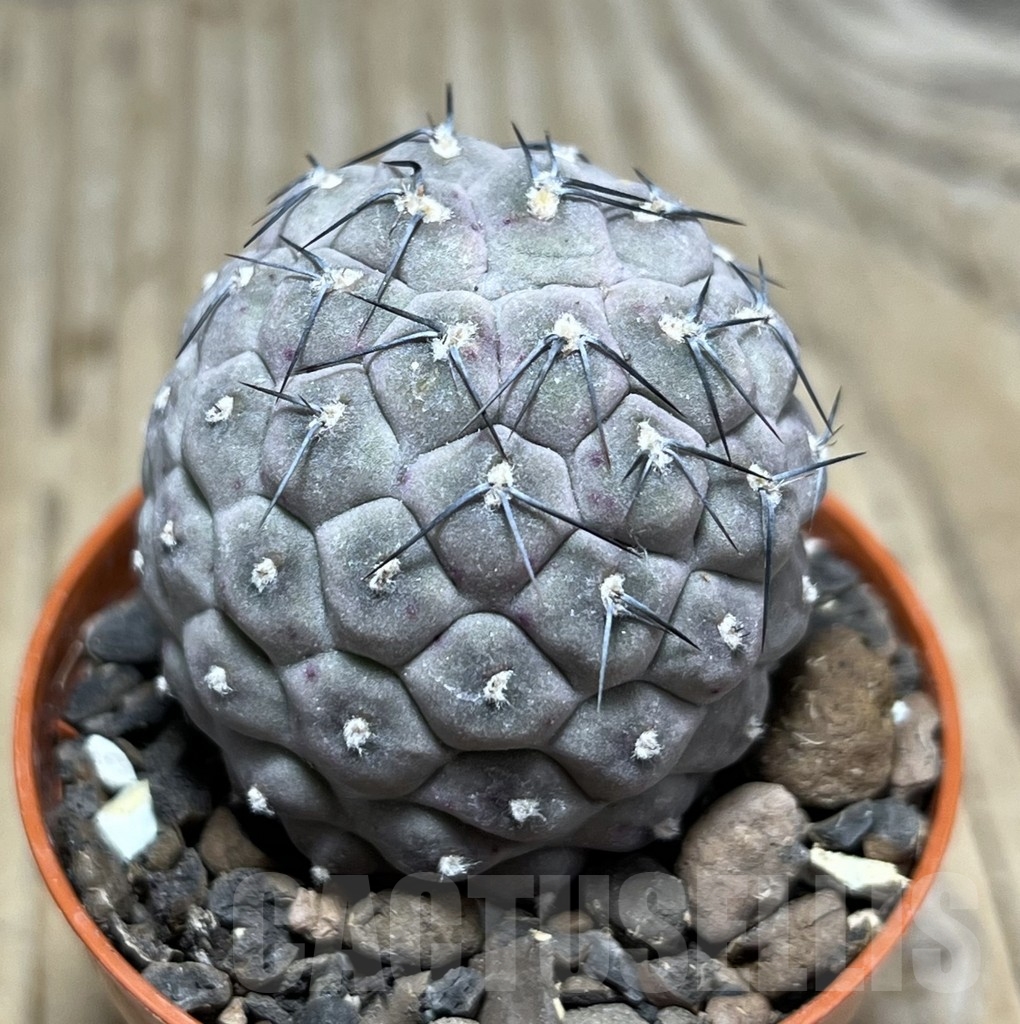 SHPR24391 Tephrocactus geometricus