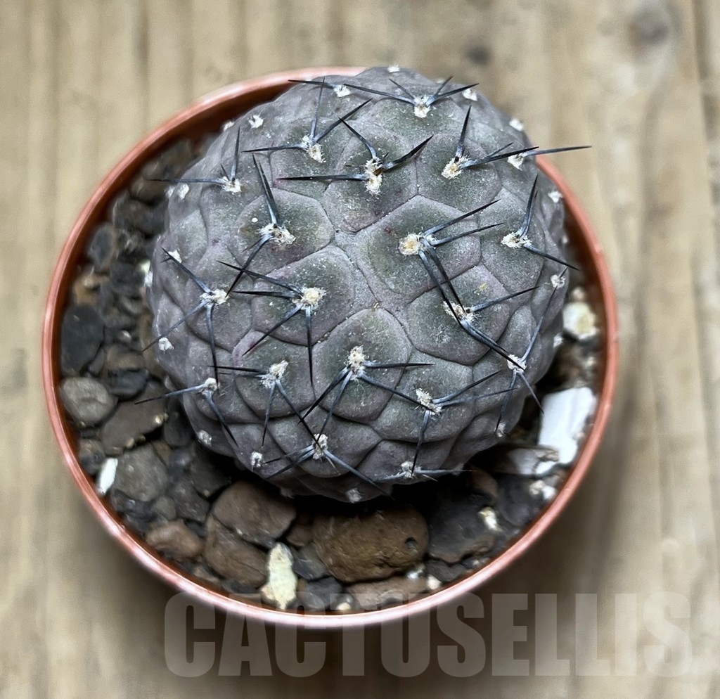 SHPR24391 Tephrocactus geometricus - Image 2