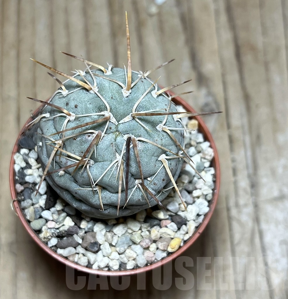 SHPR24393 Tephrocactus geometricus - Image 2