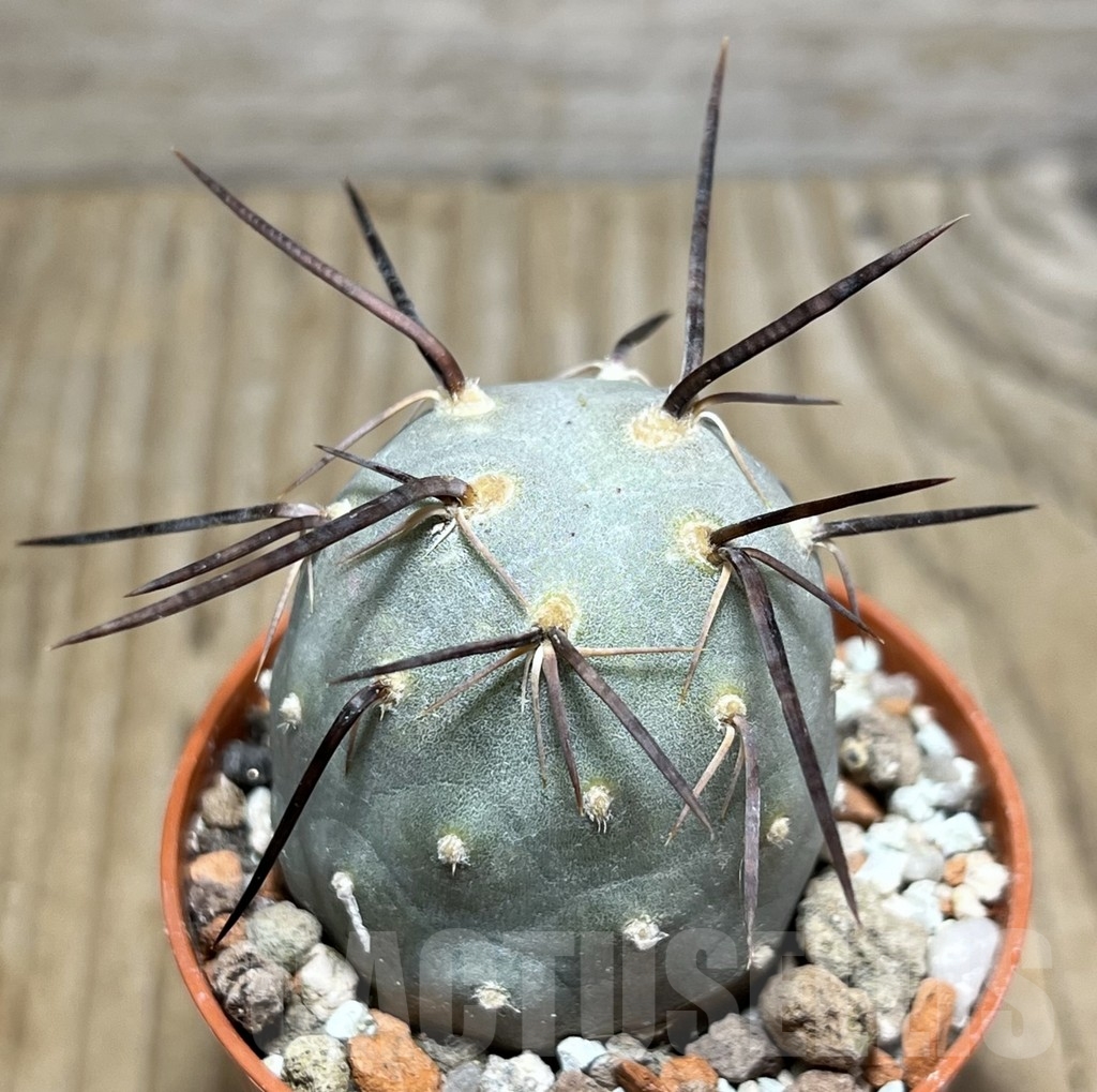 SHPR24394 Tephrocactus geometricus