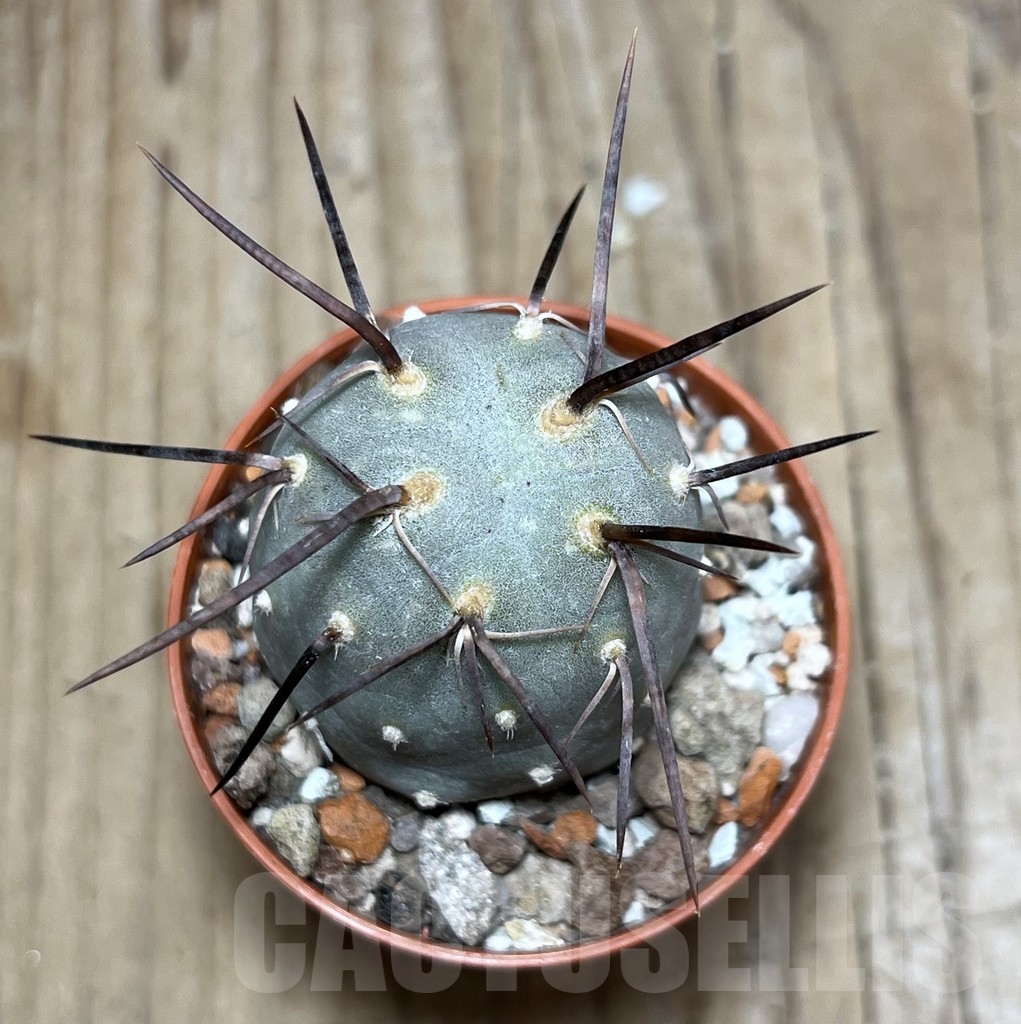 SHPR24394 Tephrocactus geometricus - Image 2